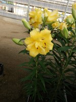 [5194 Exotic Sun VWS No01.JPG]